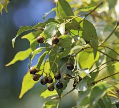 CINNAMOMUM CAMPHORA (CAMPHOR TREE)