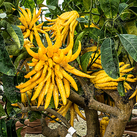 CITRUS MEDICA "PIRETTO" (CEDAR)