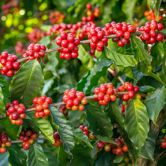 COFFEA ARABICA (COFFEE)