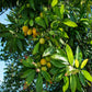 POUTERIA MACROPHYLLA (CUTITE)