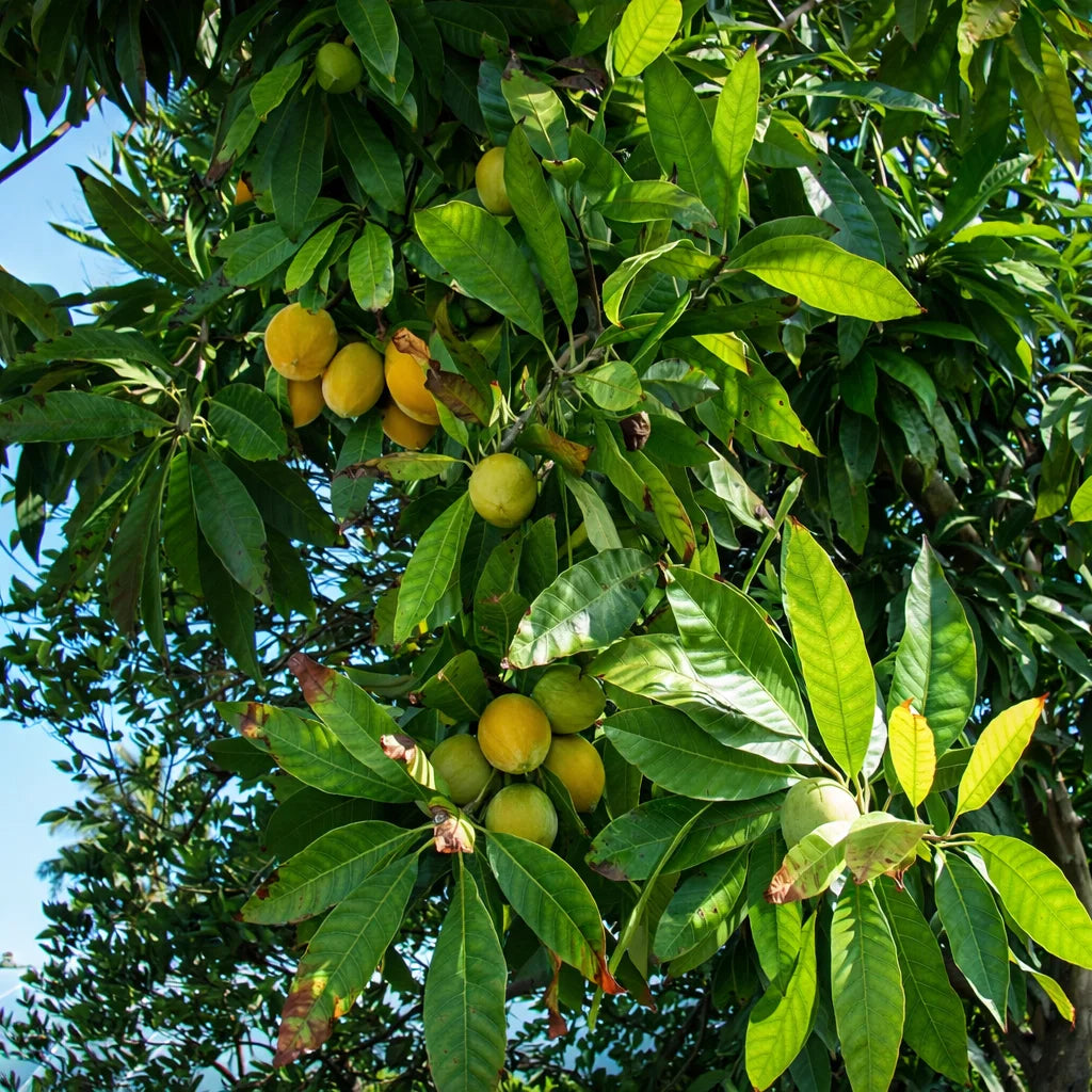 POUTERIA MACROPHYLLA (CUTITE)