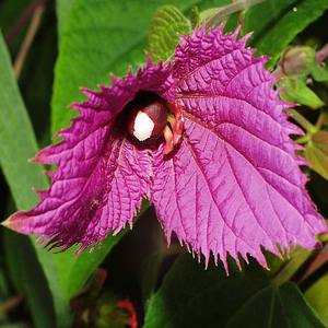 DALECHAMPIA ARISTOLOCHIIFOLIA