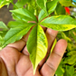 ADANSONIA DIGITATA (BAO BAB) VARIEGATO