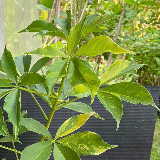 ADANSONIA DIGITATA (BAO BAB) VARIEGATO