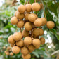 DIMOCARPUS LONGAN (LONGAN)