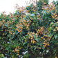 DIMOCARPUS LONGAN (LONGAN)