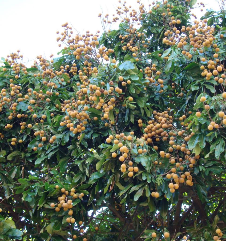 DIMOCARPUS LONGAN (LONGAN)