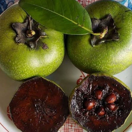 DIOSPYROS NIGRA (BLACK SAPOTE)