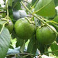 DIOSPYROS NIGRA (BLACK SAPOTE)