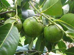 DIOSPYROS NIGRA (BLACK SAPOTE)