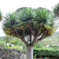 DRACAENA DRACO (ALBERO DEL DRAGO)