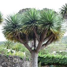 DRACAENA DRACO (DRAGON TREE)