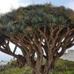 DRACAENA DRACO (ALBERO DEL DRAGO)