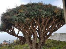 DRACAENA DRACO (ALBERO DEL DRAGO)