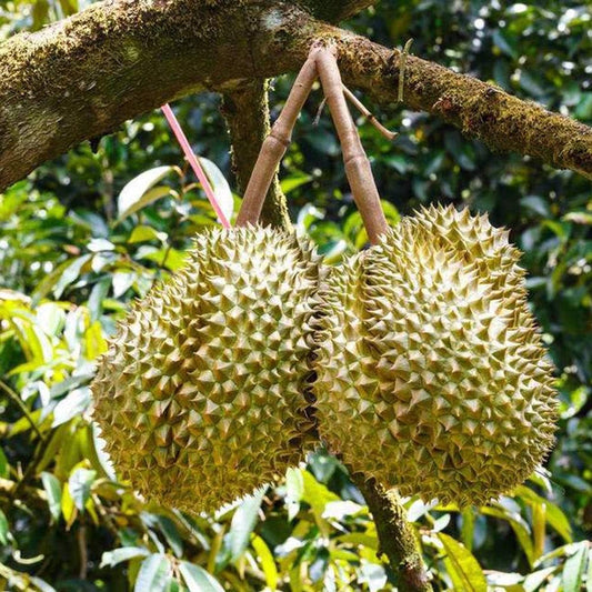 DURIO ZIBETHINUS (DURIAN)