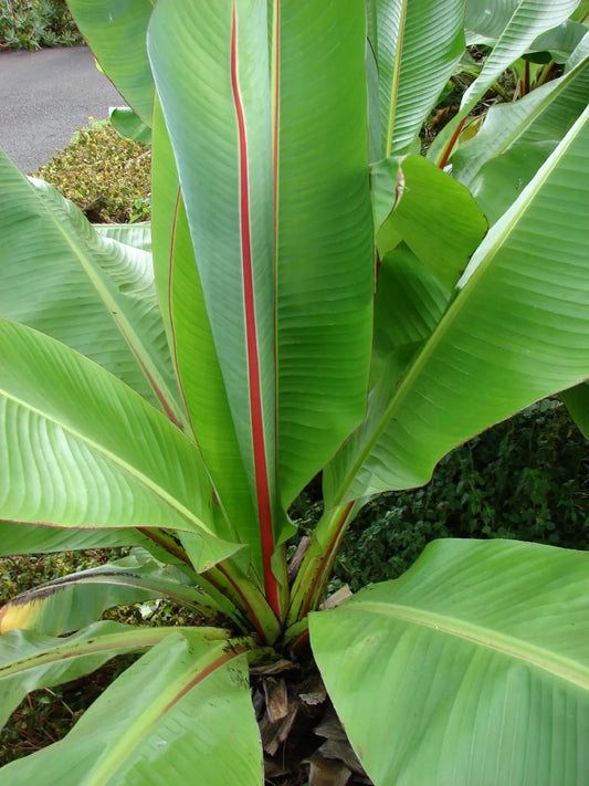 ENSETE VENTRICOSUM