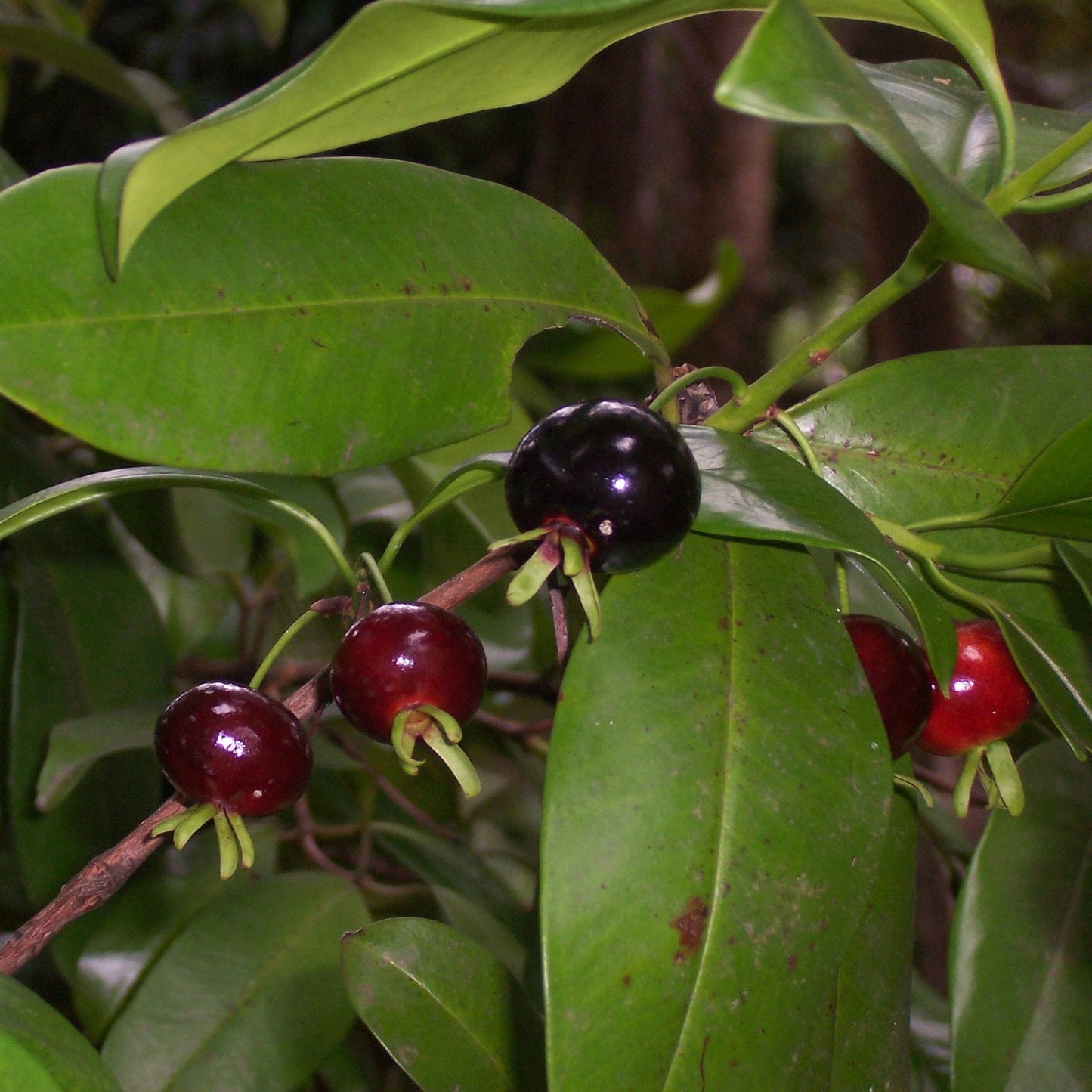 EUGENIA BRASILIENSIS (GRUMICHANA)