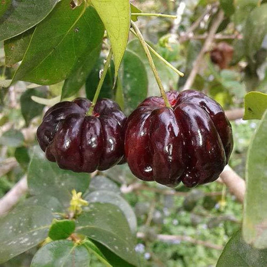 EUGENIA UNIFLORA BLACK STAR (BLACK PITANGA)