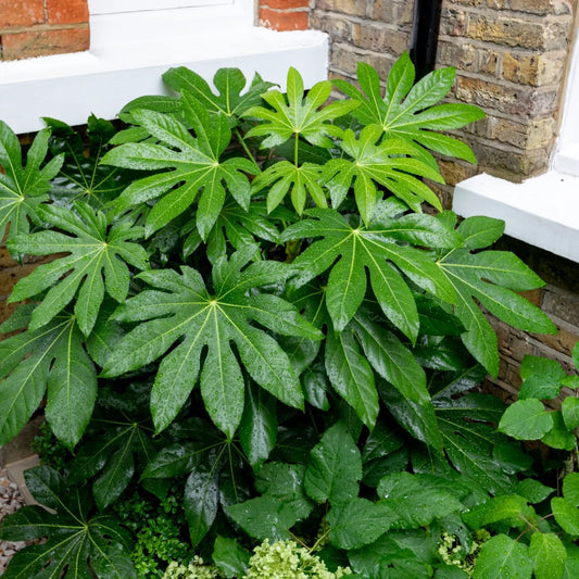 FATSIA JAPONICA