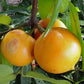 GARCINIA XANTHOCHYMUS (FALSO MANGOSTANO)