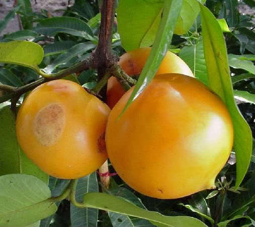 GARCINIA XANTHOCHYMUS (FALSO MANGOSTANO)