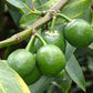 GARCINIA XANTHOCHYMUS (FALSO MANGOSTANO)