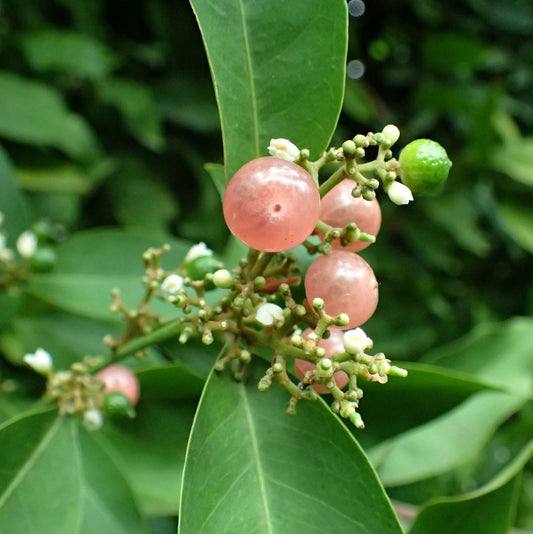 GLYCOSMIS PENTAPHYLLA (GINBERRY)