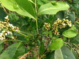 GLYCOSMIS PENTAPHYLLA (GINBERRY)