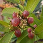 GLYCOSMIS TRIFOLIATA (GINBERRY)