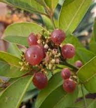 GLYCOSMIS TRIFOLIATA (GINBERRY)