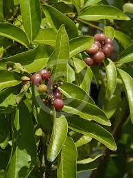 GLYCOSMIS TRIFOLIATA (GINBERRY)