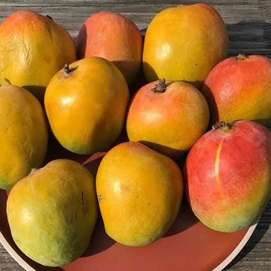 MANGIFERA INDICA (MANGO) VAR. GOMERA (MANGO DELLE CANARIE)