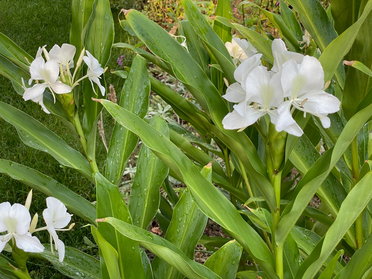 HEDICHIUM CORONARIUM