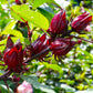 HIBISCUS SABDARIFFA (KARKADE')