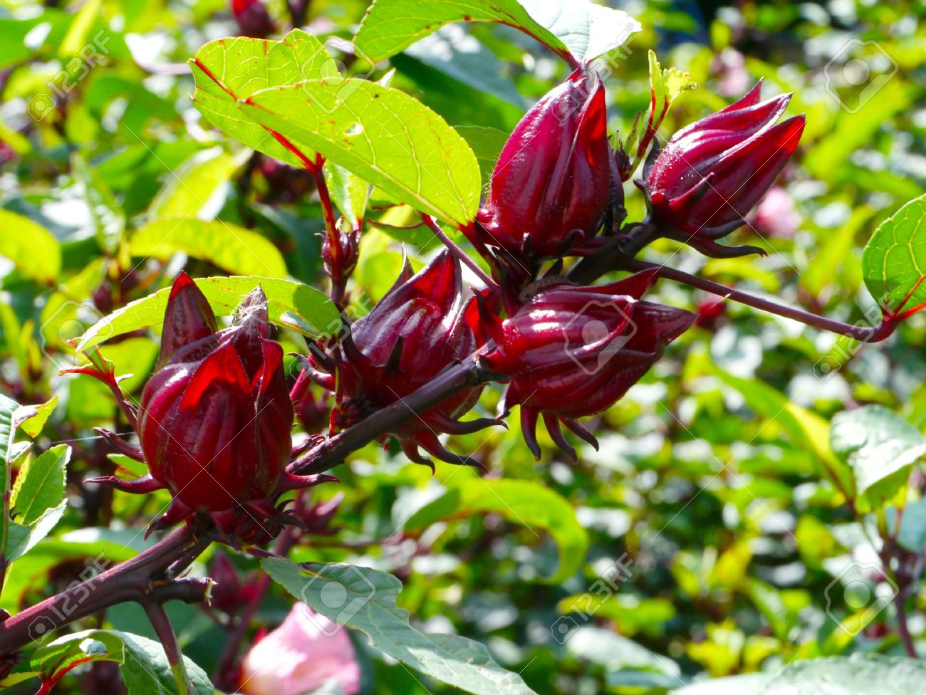 HIBISCUS SABDARIFFA (KARKADE')