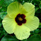 HIBISCUS CALIPHYLLUS