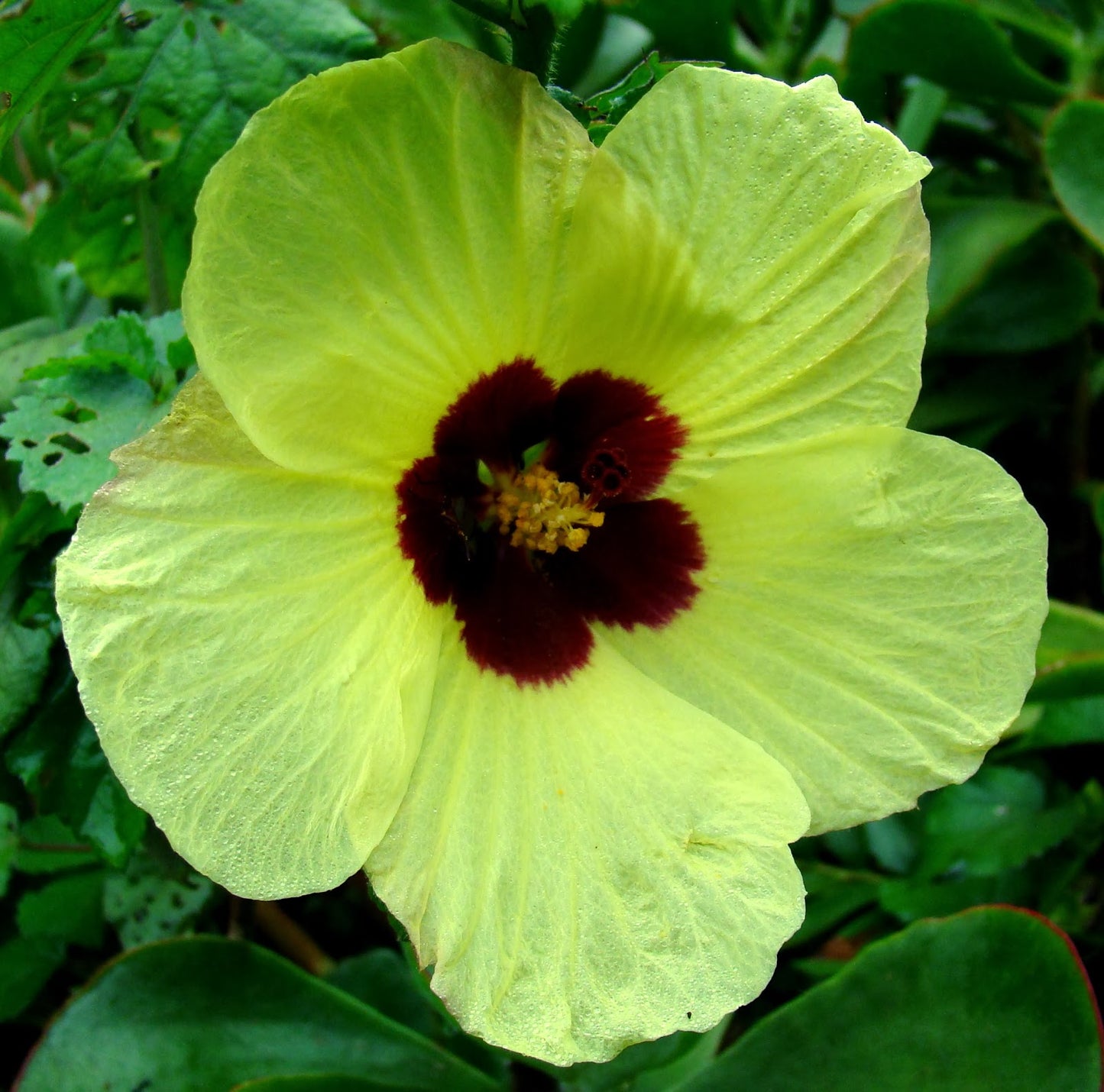 HIBISCUS CALIPHYLLUS