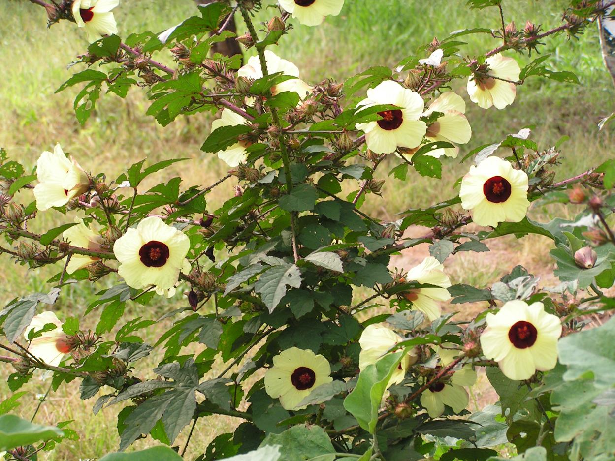 HIBISCUS CALIPHYLLUS