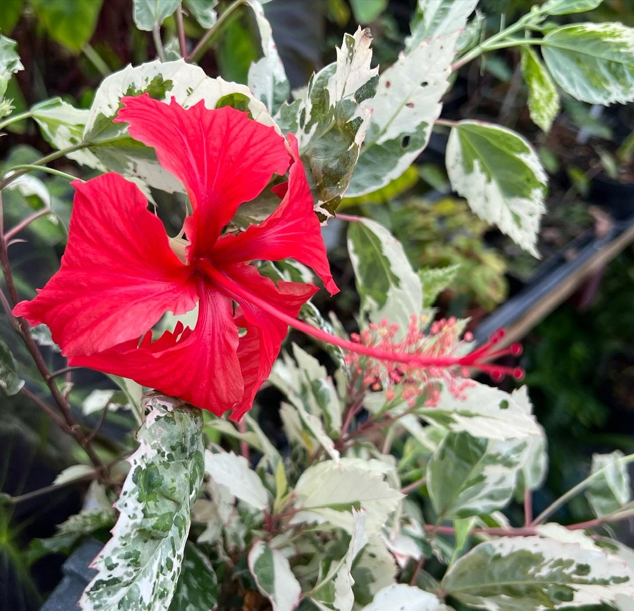 HIBISCUS ROSA SINENSIS "COOPERI ALBA" VARIEGATED