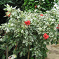 HIBISCUS ROSA SINENSIS "COOPERI ALBA" VARIEGATED