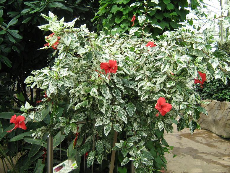 HIBISCUS ROSA SINENSIS "COOPERI ALBA" VARIEGATED