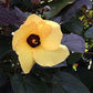 HIBISCUS TILIACEUS RUBRA