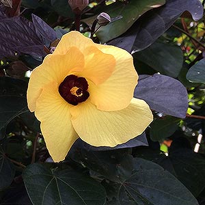 HIBISCUS TILIACEUS RUBRA