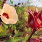 HIBISCUS SABDARIFFA (KARKADE')