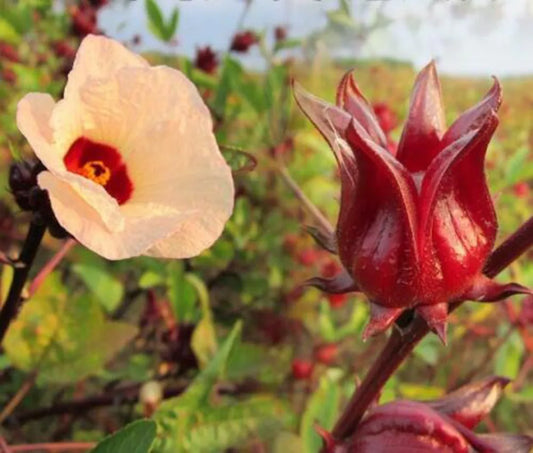 HIBISCUS SABDARIFFA (KARKADE')