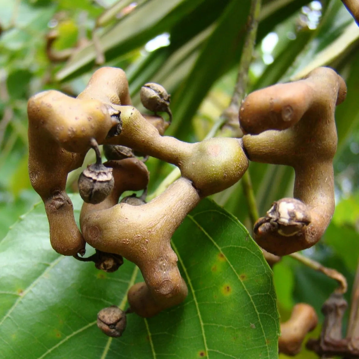 HOVENIA DULCIS (RAISIN TREE)