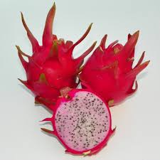 HYLOCEREUS UNDATUS SPP - PLANT (PITAYA)