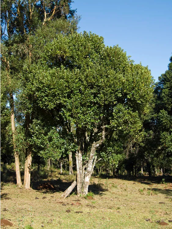 ILEX PARAGUARIENSIS (MATE)