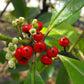 ILEX PARAGUARIENSIS (MATE)