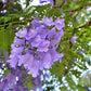 JACARANDA MIMOSIFOLIA